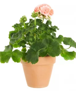 Pelargonia Zonale 'Astrid' 14 cm
