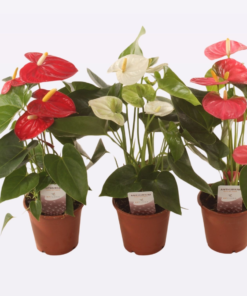 Anthurium - Flamingoblomst 12 cm