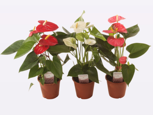 Anthurium - Flamingoblomst 12 cm