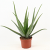 Aloe Vera 19 cm