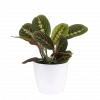 Maranta leuconeura - Bønneplante 'Fascinator' 12 cm