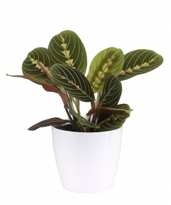 Maranta leuconeura - Bønneplante 'Fascinator' 12 cm
