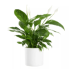 Spathyphyllum - Fredslilje 13 cm