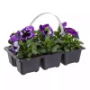 Stemor - Viola 6pk
