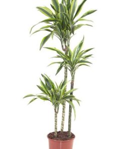 Dracaena Dermensis  - Draketre Lemon Lime 24 cm