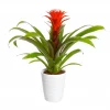 Guzmania - Tungejuvel 'Hope' 12 cm