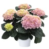Hortensia 12 cm 5-6 ball