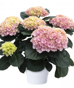 Hortensia 12 cm 5-6 ball