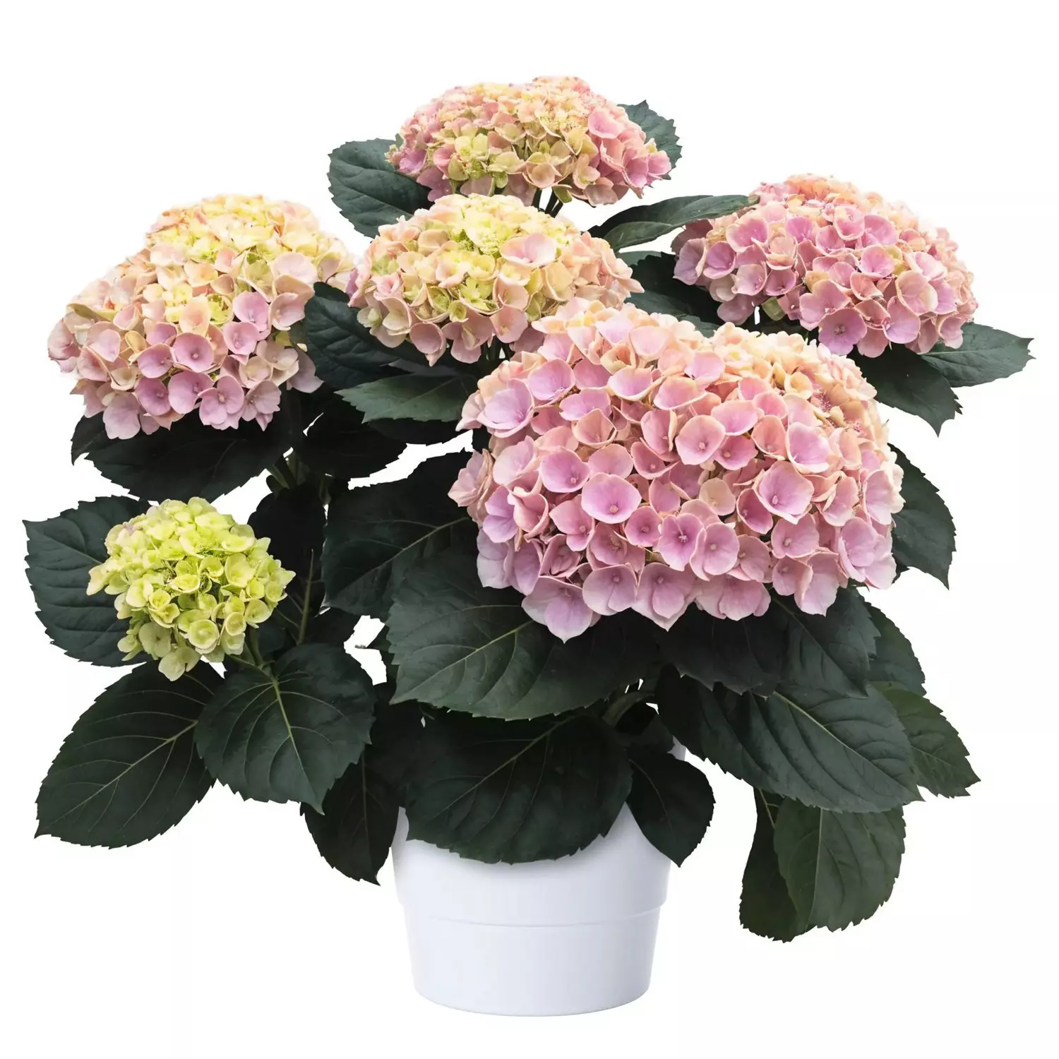 Hortensia 12 cm 5-6 ball