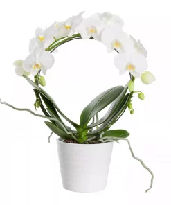 Phalaenopsis - Orkide 12 cm bøyle