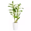 Dendrobium - Orkide 12 cm 2 grenet