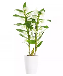 Dendrobium - Orkide 12 cm 2 grenet