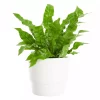 Asplenium - Fugleredebregne 'Crispy Wave' 12 cm