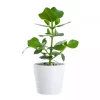 Clusia Princess - Autograftre 12 cm