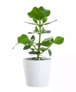 Clusia Princess - Autograftre 12 cm