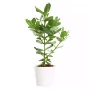 Clusia Princess - Autograftre 17 cm