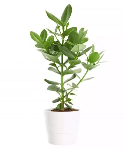 Clusia Princess - Autograftre 17 cm
