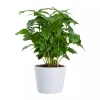 Coffea Arabica - Kaffeplante 12 cm