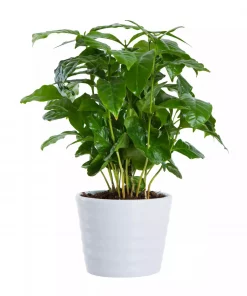 Coffea Arabica - Kaffeplante 12 cm