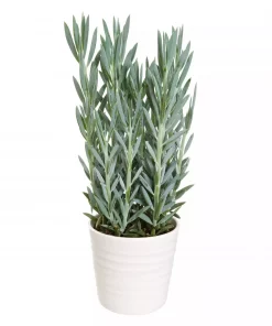 Curio - Senecio 'Mount Everest' 15 cm