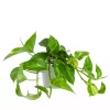 Epipremnum Aureum - Gullranke 12 cm