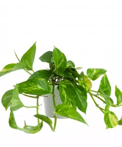 Epipremnum Aureum - Gullranke 12 cm