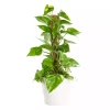 Epipremnum Aureum - Gullranke 15 cm mosstok