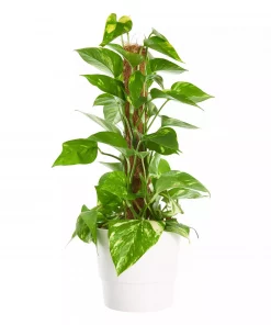 Epipremnum Aureum - Gullranke 15 cm mosstok