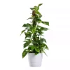 Epipremnum Aureum - Gullranke 19 cm mosstok