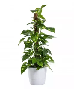 Epipremnum Aureum - Gullranke 19 cm mosstok