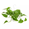 Epipremnum Aureum - Gullranke 15 cm ampel