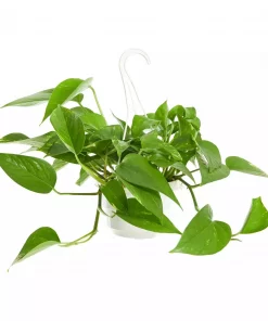 Epipremnum Aureum - Gullranke 15 cm ampel