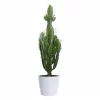 Euphorbia Trigona - Trekanteuphorbia 17 cm