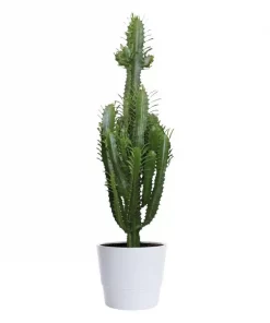 Euphorbia Trigona - Trekanteuphorbia 17 cm