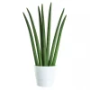 Sansevieria Cylindrica - Bajonettplante 12 cm