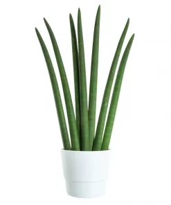 Sansevieria Cylindrica - Bajonettplante 12 cm