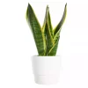 Sansevieria Trifasciata - Svigermorstunge 12 cm