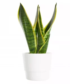Sansevieria Trifasciata - Svigermorstunge 12 cm