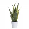 Sansevieria Trifasciata - Svigermorstunge 17 cm