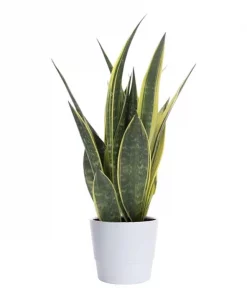 Sansevieria Trifasciata - Svigermorstunge 17 cm