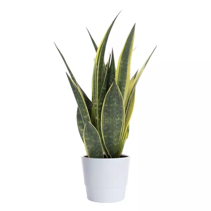 Sansevieria Trifasciata - Svigermorstunge 17 cm