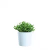 Rhipsalis mini