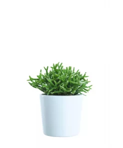 Rhipsalis mini