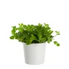 Peperomia - Rotterompe mini