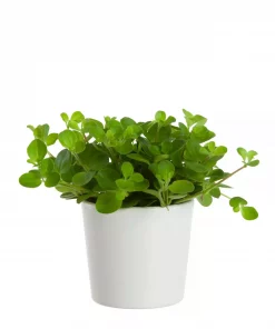 Peperomia - Rotterompe mini