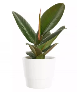 Ficus Robusta mini