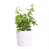 Hedera - Eføy mini