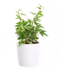 Hedera - Eføy mini
