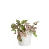 Hypoestes - Polkadot mini