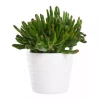 Crassula mix 12 cm
